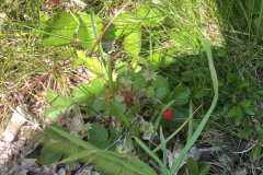 IMG_202006202044091